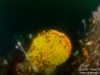 Zoanthid formation
