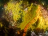 Zoanthid closeup