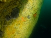 Zoanthid wall