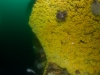 Zoanthid wall