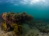 Reef
