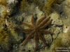 Seastar