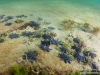 Seastars