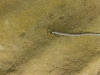 Worm going into a hole