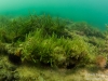 Marine plants