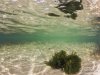 2013-03-20 Middle Brighton snorkeling