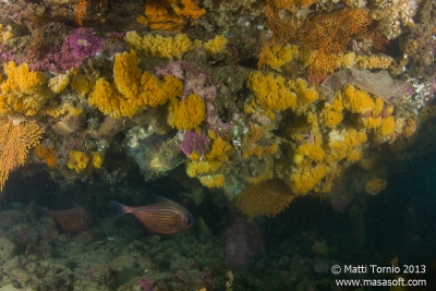 Reef closeup with some bullseyes