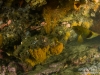 Reef closeup with a bluethroat wrasse
