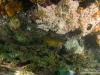 Scalyfin under a ledge