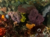 Reef closeup