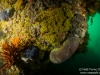 Zoanthids