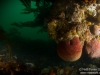 Moody reef shot