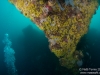 Zoanthid triangle