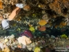 Cuttlefish under a ledge