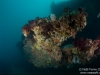 Reef