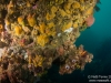 Reef closeup