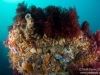Reef closeup