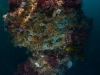 Reef
