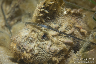 Velvetfish? Closeup