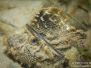 2013-04-06 St Leonards
