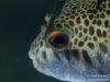 Toadfish closeup