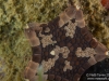 Biscuit Star