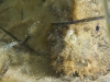 Velvetfish? Very well camoflaged in any case