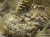 Velvetfish? Closeup