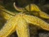 Seastars