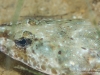Flathead closeup