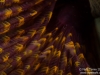Fanworm fans