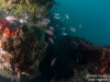 Reef fish