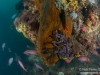 Reef closeup