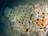 Marine growth