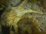 2013-04-10 Point Gellibrand snorkel