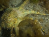 Surprise encounter with a blue-ring octopus