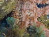 Seastar