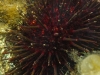 Sea urchin