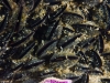 Mussels