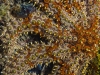 Big sea star
