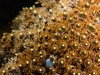 Another sea star closeup