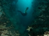 Chasm, lots of organic material floating around