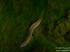Eel