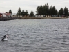 Pelicans and Port Mac