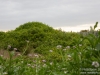 Coastal shrubbery