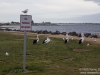 Pelicans can\'t read