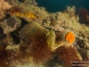 Seahorse on the junkpile