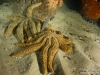 Big seastars
