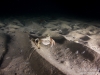 Crab on the sand
