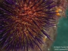 Sea Urchin